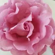 なな