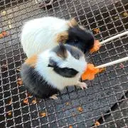 たまこの画像