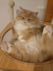 ドラ