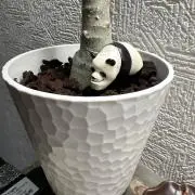 ぴーちゃんの画像