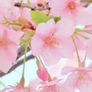 *まぁこ*