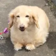 きんかま