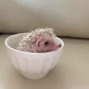 ピンちゃん