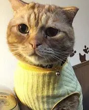 kuuの画像