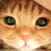 にゃあ✨