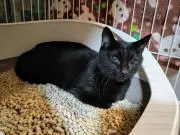 ねこ本ぱん子