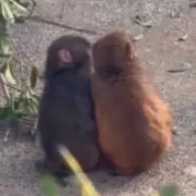 nowooの画像