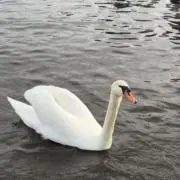 Channの画像