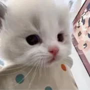 あの画像