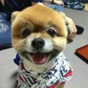 ぽん【お返事遅め、配送について要注意】の画像