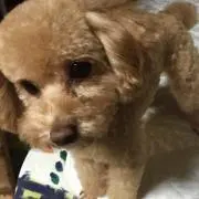 シーチキン