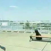 凪