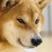 Rosyaの画像