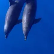 あんこの画像