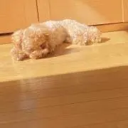 はなぴこ※即日発送※の画像