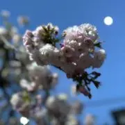 きりんの画像