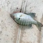 (^^)の画像