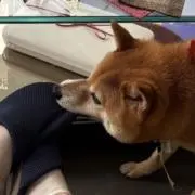 【お値下げ中】jitoの画像