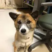 Hanaの画像
