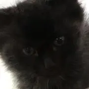 くろたの画像