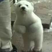 しろくまの画像