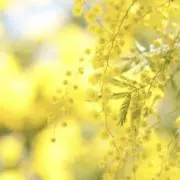 はくHappyFlowerの画像