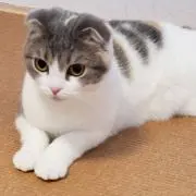 ラフマ