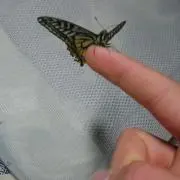 しゃろんの画像