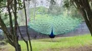 チャビベルの画像