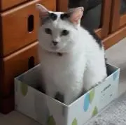 ここぁの画像