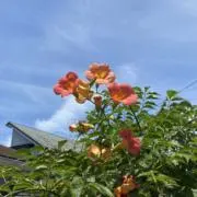 mieの画像