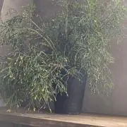 mamamadeの画像