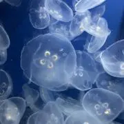 クラゲの画像