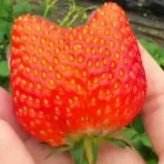のめの画像