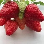 いちごの画像