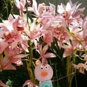 くじらん15の画像
