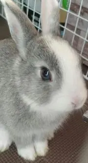 はりねずみの画像