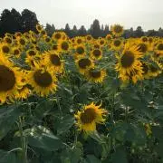ゆっこ☆プロフ読んでください☆の画像
