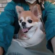 ミラの画像