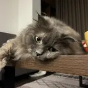 【8/7-14 発送不可】さじねこの画像