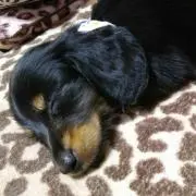すもも
