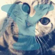 ぽんの画像