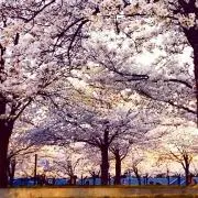 だっちょ。の画像