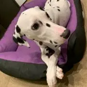 ところてん