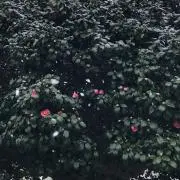chikahiroの画像