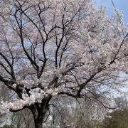 南天の画像