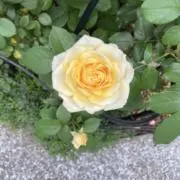 369momonga3の画像