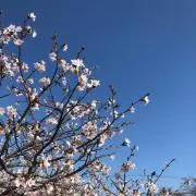 ひとくちともこの画像