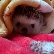 いち