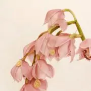あや